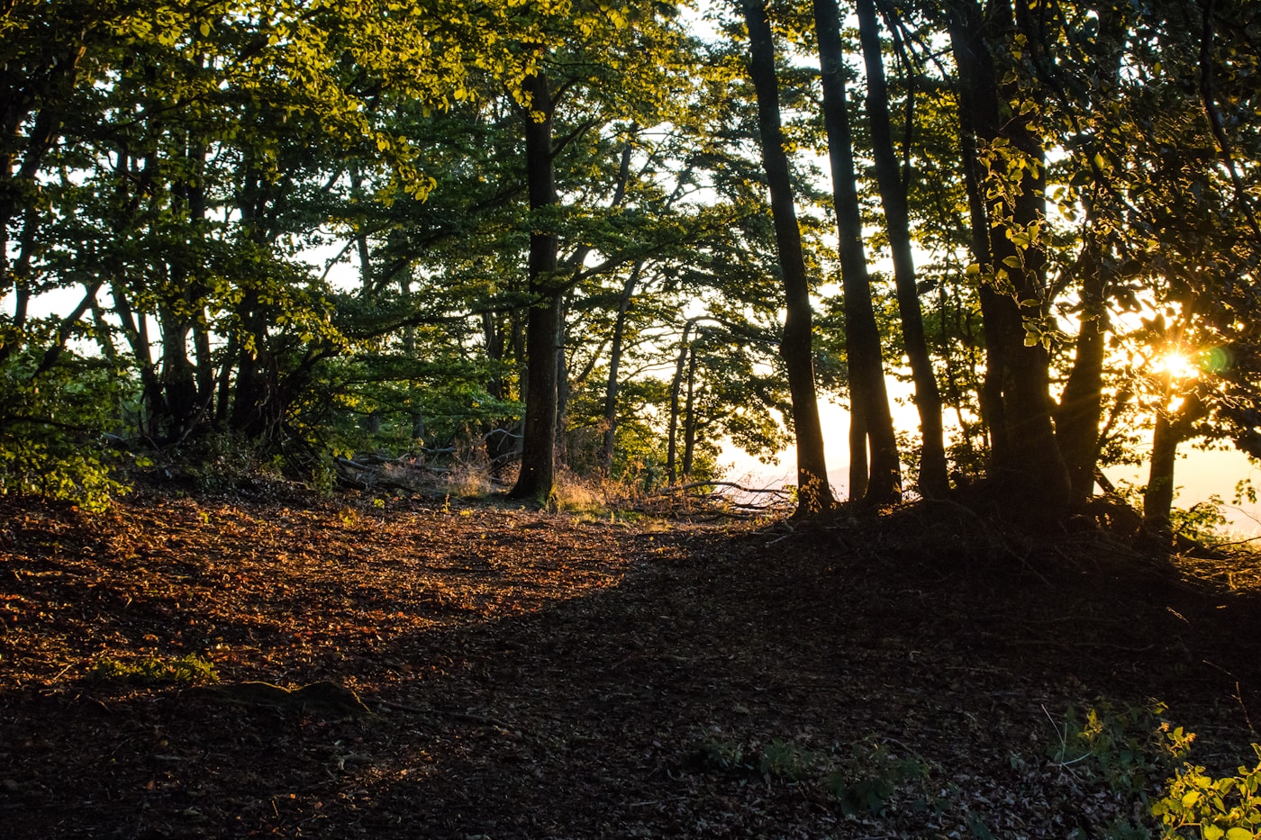 Sonnenlicht zwischen Bäumen auf einer Waldlichtung